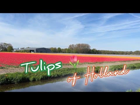 Tulips 🌷 of Holland  / Walk in Tulip Fields around Keukenhof